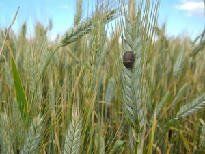 Brown, Ears, cereals, cockchafer