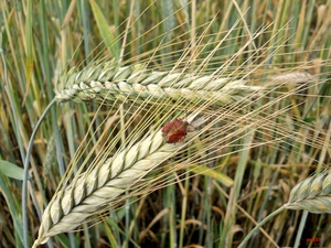 insect, cockchafer, cereals, Red, Ears