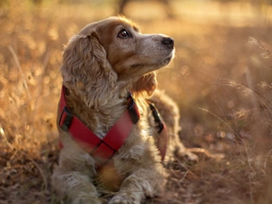 dog, grass, English Cocker Spaniel, dry