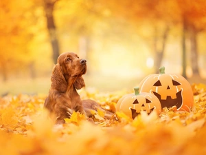 Leaf, pumpkin, English Cocker Spaniel, autumn, dog