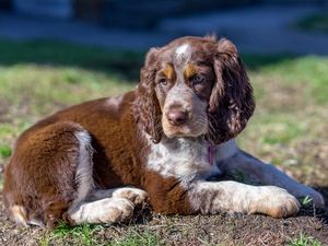English Cocker Spaniel, dog, Puppy
