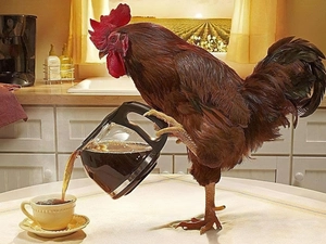 coffee, rooster, jug
