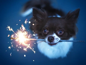 doggy, cold, Big Fire, Chihuahua