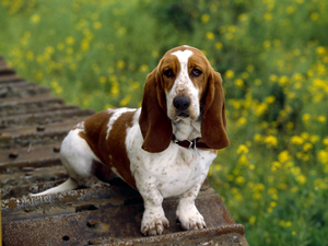 Basset Hound, dog-collar