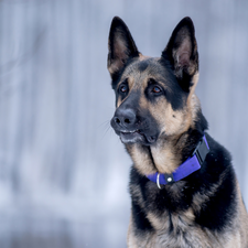 dog-collar, German Shepherd, Blue