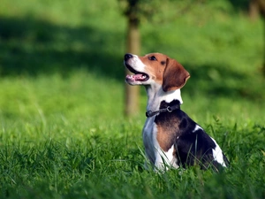 grass, Beagle, dog-collar