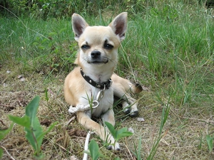 grass, Chihuahua, dog-collar