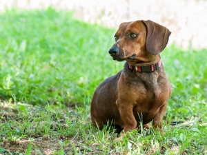 grass, dachshund, dog-collar
