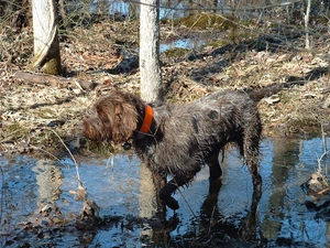 dog-collar, Gryfon Korthalsa, Orange