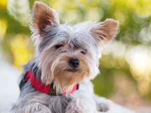 dog-collar, York, red hot