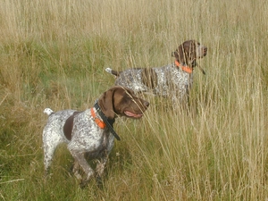 Two cars, Orange, collars, German Shorthair Pointers