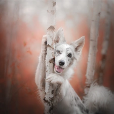 birch, dog, Border Collie