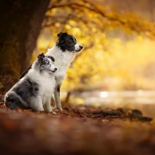 Two cars, Border Collie, shetland Sheepdog, Dogs