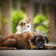 Border Collie, Puppy, Dogs, boxer, Two cars