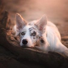 lying, Border Collie