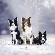 Three, Border Collie