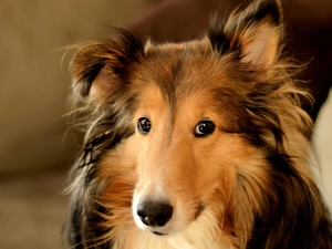 Collie rough, Collie