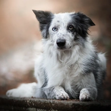 fuzzy, background, Border Collie, ledge, dog