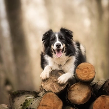 trees, Bale, Border Collie, cut, dog