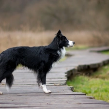 footbridge, dog, Border Collie