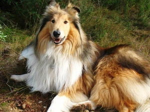 grass, sheep-dog, Collie