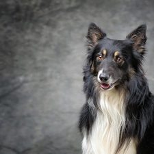 muzzle, dog, Collie rough