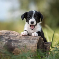 stump, grass, Border Collie, mouth, Puppy