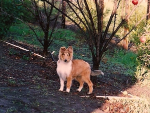 Collie rough, Sapling