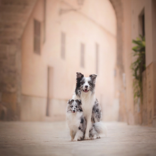 Puppy, Dogs, alley, apartment house, shetland Sheepdog, Border Collie