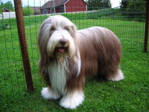 Well-maintained, Bearded collie