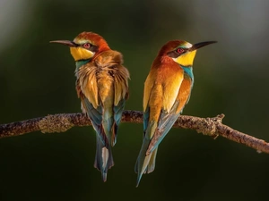 bee-eater, branch, color, birds, Two cars