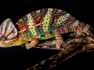 color, Cameleon