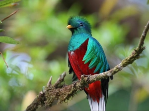 color, Quetzal Heraldic