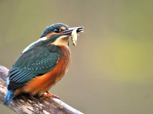 color, kingfisher