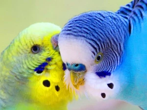 Two, Parrots, Wavy, color