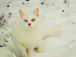 Eyes, cat, Different colored