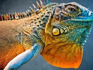 colors, Iguana, reptile