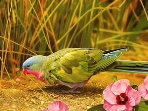 Beauty, parrot, Flowers, Coloured