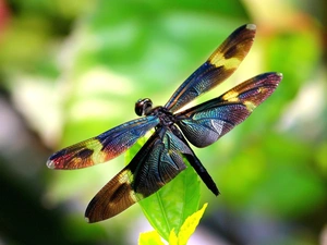 Coloured, dragon-fly