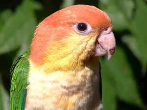 Green Background, parrot, Coloured