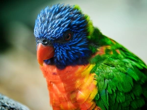 Coloured, little parrot