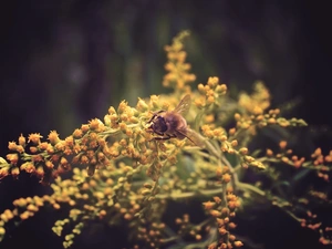 Colourfull Flowers, bee
