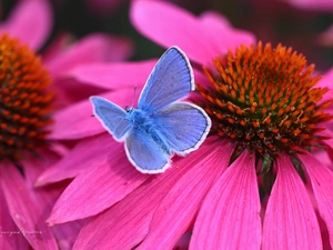 Dusky, echinacea, Colourfull Flowers, butterfly