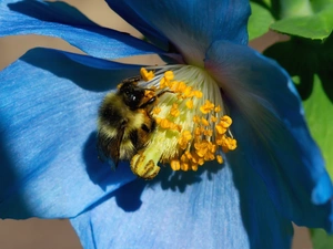 Close, Colourfull Flowers, bee, blue