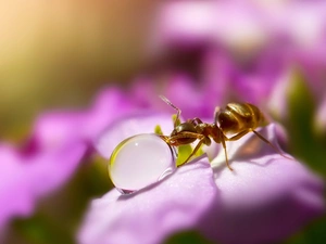 ant, Colourfull Flowers, Close, drop