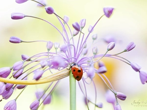 ladybird, Colourfull Flowers, Close, Pink