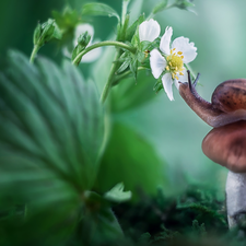 Mushrooms, Colourfull Flowers, strawberries, snail