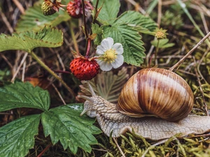 snail, Colourfull Flowers, Leaf, Strawberries