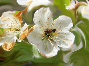 ant, Colourfull Flowers, apple-tree