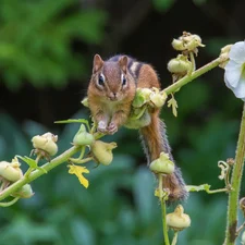 Chipmunk, Colourfull Flowers, mallow, twig